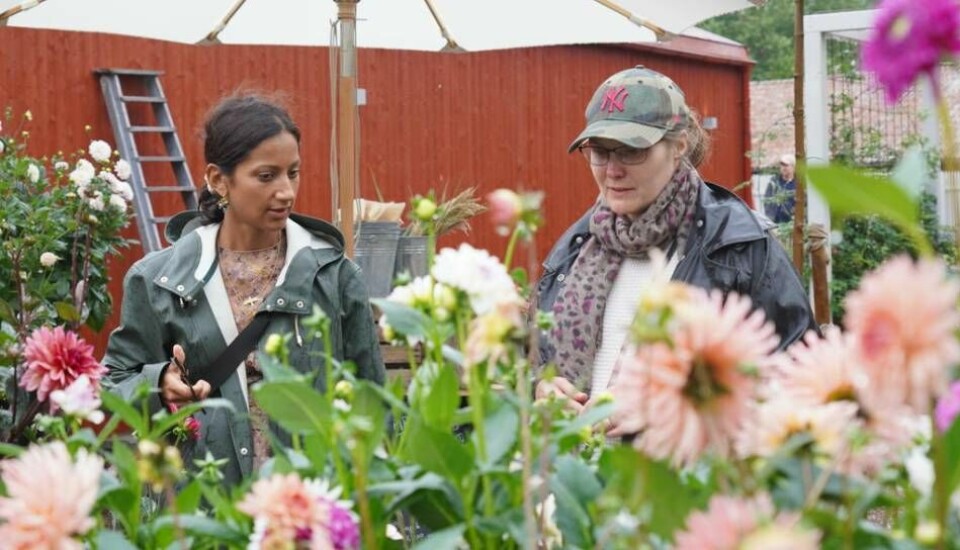 Sara Lahti (till vänster) hjälper Anna Gidlund att välja ut en snittblomma att köpa. Foto: Jakob Romeborn