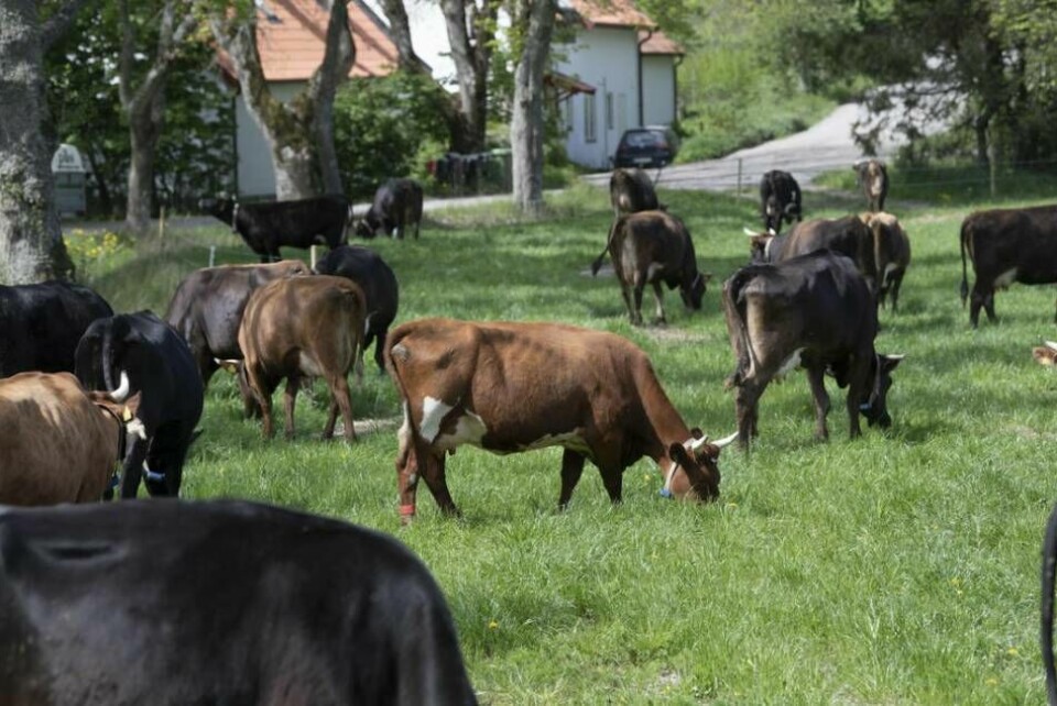 Sverige behöver fler kor, inte färre, menar landsbygdsministern. Foto: Fredrik Sandberg/TT