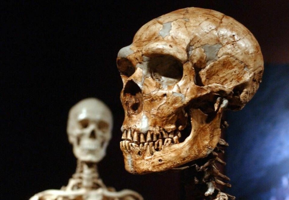Även om neandertalmänniskorna tycks ha varit relativt få har det visat sig att deras gener lever kvar i dagens människor. Bilden visar en modell av ett kranium från en neandertalare (t h) och ett skelett av en ”vanlig” människa (t v). Foto: Frank Franklin II/AP/TT