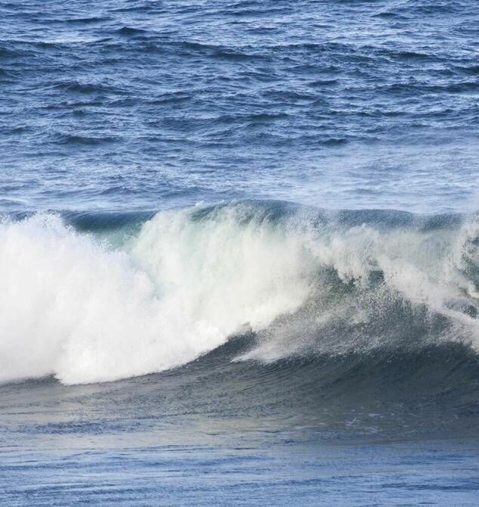 Vågorna på Hawaii kan bli mycket höga. Foto: Caleb Jones/AP/TT