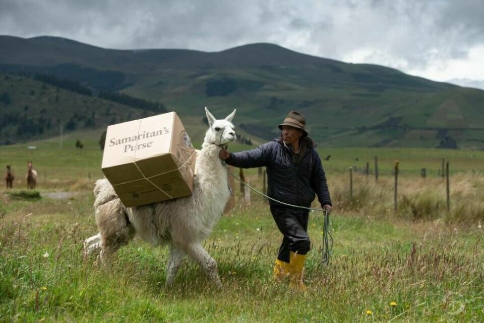 I Ecuador transporteras julgåvorna med hjälp av lamadjur. Foto: Med tillstånd av Samaritan´s Purse
