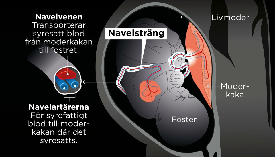 Navelsträng rymmer en stor ven och två mindre artärer. Venen transporterar syrerikt blod från moderkakan till fostret. Artärerna för blodet tillbaka till moderkakan där det syresätts av moderns blod.