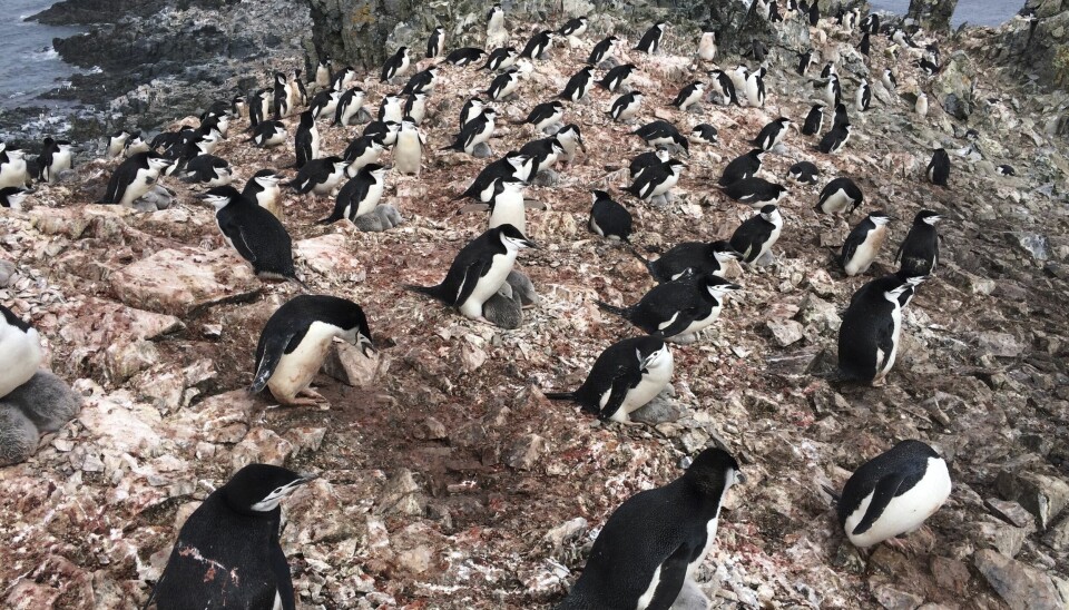 Hakremspingviner på King George Island i Antarktis där den nya studien genomfördes.