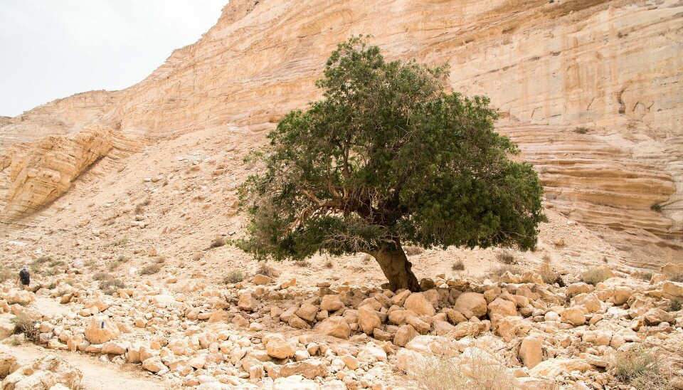 Ett träd står i ökenlandskap i Israel.