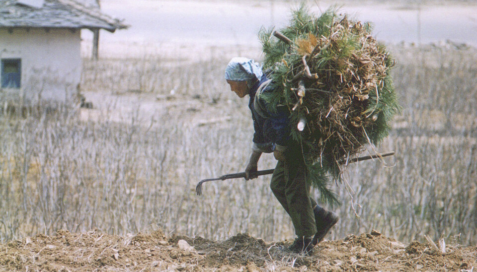 Miljontals människor i Nordkorea tros ha dött under svältåren i mitten av 90-talet. Bilden är från 1997.
