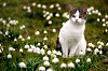 Katt som sitter i gräset, vår, blommor.