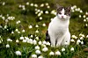 Katt som sitter i gräset, vår, blommor.