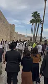 Människor och ortodoxa judar promenerar längs Jerusalems historiska stadsmur under palmer.