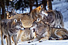 Flock med vargar i snötäckt terräng på Järvzoo.