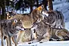 Flock med vargar i snötäckt terräng på Järvzoo.